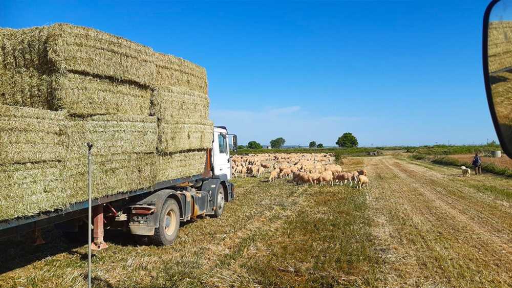 Camión cargado de alpacas de trigo en el campo. También grupo de ovejas.