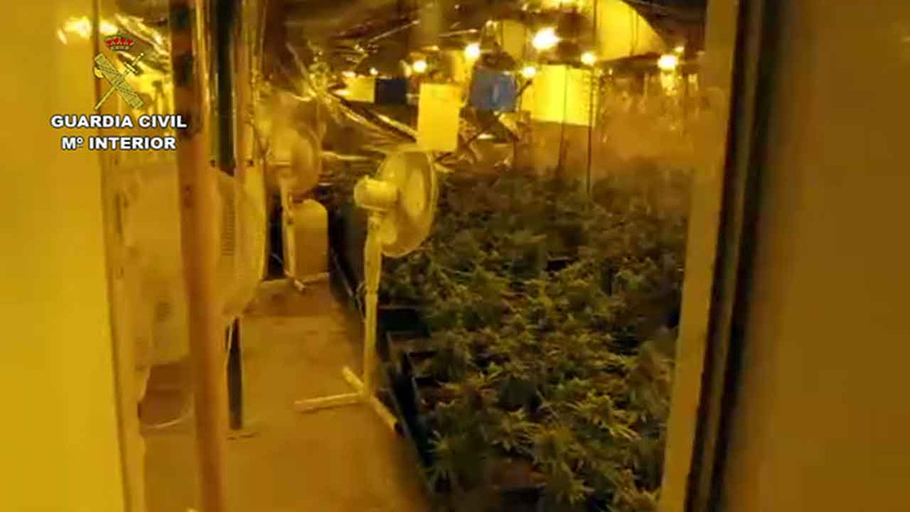 La Guardia Civil localiza una plantación indoor de marihuana, oculta en un zulo bajo el desagüe de un invernadero de cultivo de fruta tropical.