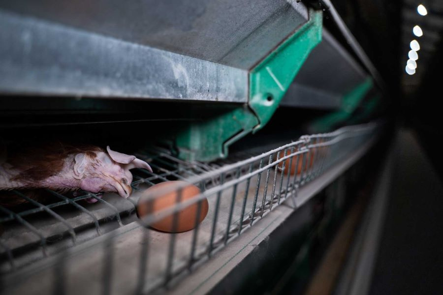 Equalia ONG alerta de ‘Welfare Washing’ por el uso de huevos de gallinas en jaula en supermercados Consum.