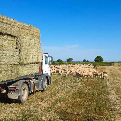 Camión cargado de alpacas de trigo en el campo. También grupo de ovejas.