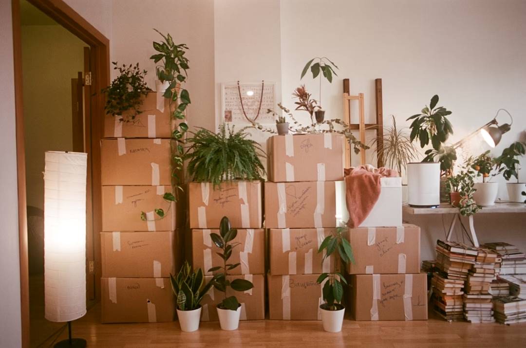 Una habiación llena de cajas de mudanza, con plantas sobre ellas y una mesa. Debajo libros.