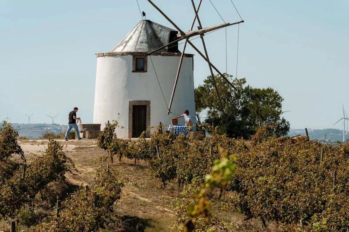 Vinos Regiao Lisboa