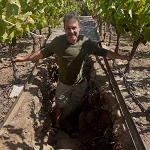 Andrew Neather en una zanja enmedio de viñas