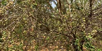 Almendra Córdoba