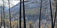 Incendio en Guadalajara