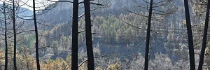 Incendio en Guadalajara