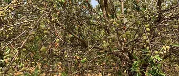 Almendra Córdoba
