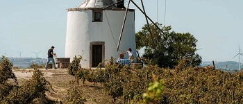 Vinos Regiao Lisboa