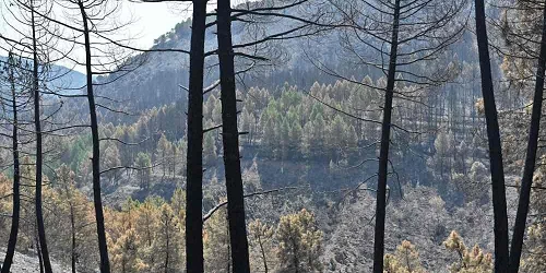 Incendio en Guadalajara